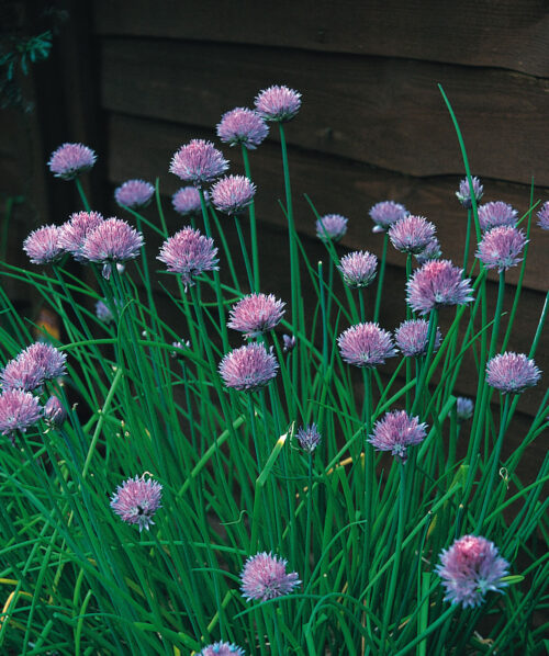 Allium schoenoprasum  – Volmary - Obrázek 1