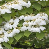 Viburnum plicatum 'Watanabe' km80 – 2letá korunka