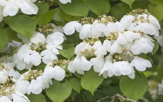 Viburnum plicatum 'Watanabe' km80 – 2letá korunka
