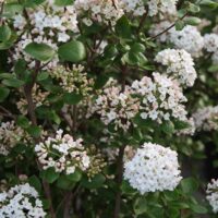 Viburnum x burkwodii  'Anne Russel', v 40–50 cm