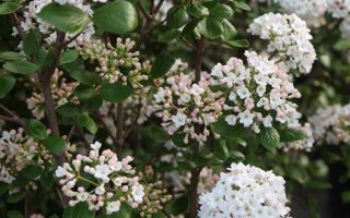 Viburnum x burkwodii  'Anne Russel', v 40–50 cm