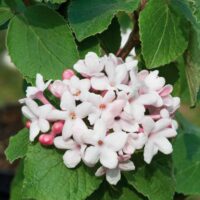 Viburnum carlesii 'Aurora', v 40–60 cm