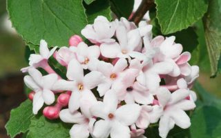 Viburnum carlesii 'Aurora', v 40–60 cm