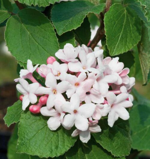 Viburnum carlesii 'Aurora', v 40–60 cm - Obrázek 1
