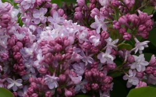 Syringa vulgaris 'Belle de Nancy'120KM