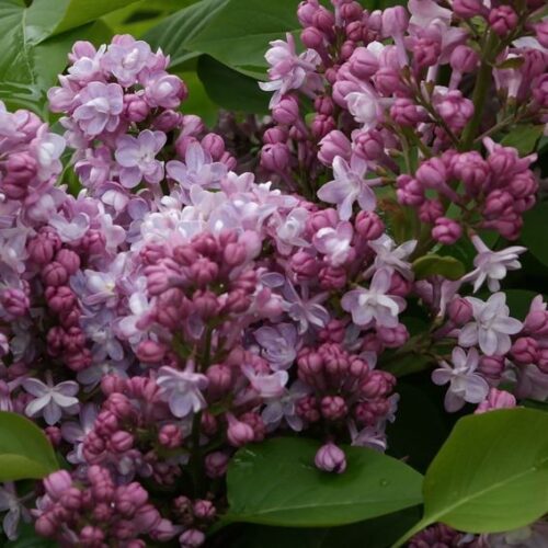 Syringa vulgaris 'Belle de Nancy'120KM - Obrázek 1