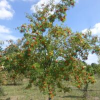 Sorbus aucuparia 'Edulis'