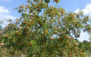 Sorbus aucuparia 'Edulis'