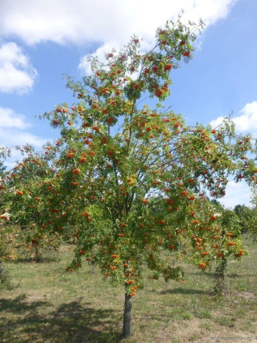 Sorbus aucuparia 'Edulis' - Image 1