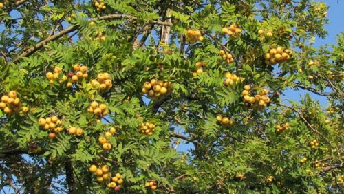 Sorbus domestica 'Luža' v 60–80 - Image 1