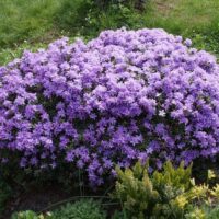 Rhododendron impeditum