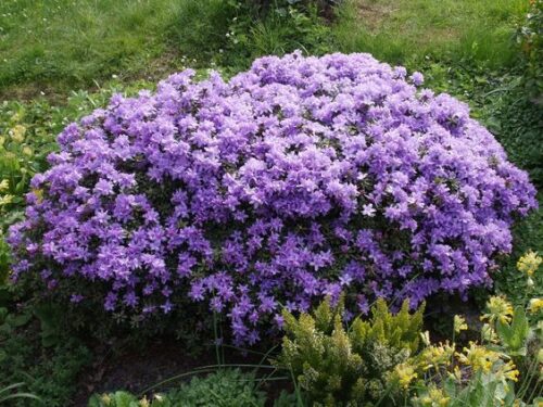 Rhododendron impeditum - Obrázek 1