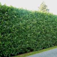 Prunus lusitanica 'ANGUSTIFOLIA'