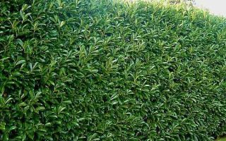 Prunus lusitanica 'ANGUSTIFOLIA'