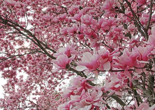 Magnolia 'Pink Beauty' - Obrázek 1