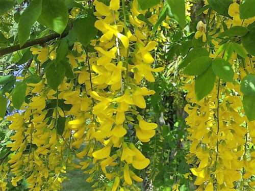 Laburnum watereri 'Vossii' - Obrázek 1