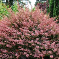 BERBERIS THUNBERGII 20–30 cm