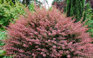 BERBERIS THUNBERGII 20–30 cm