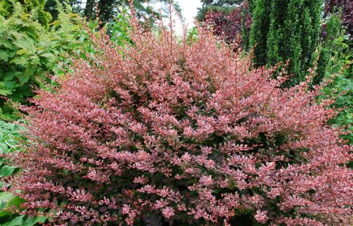 BERBERIS THUNBERGII 20–30 cm - Obrázek 1