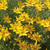 Coreopsis verticilata 'Zagreb'