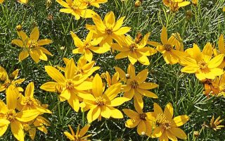 Coreopsis verticilata 'Zagreb'