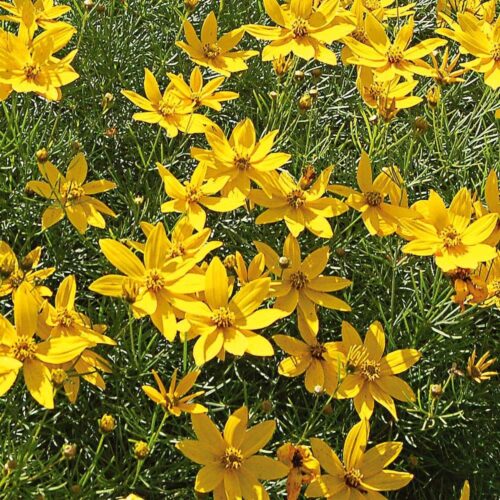 Coreopsis verticilata 'Zagreb' - Obrázek 1