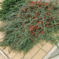 Cotoneaster dammeri 'Miranda' KM80