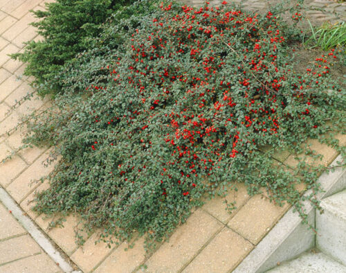 Cotoneaster dammeri 'Miranda' KM80 - Obrázek 1