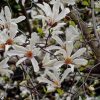 Magnolia kobus - Kontejner 5 l, v. 80-100 cm