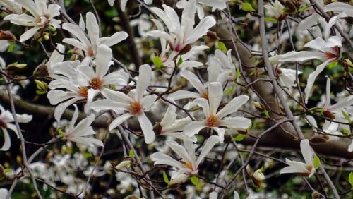 Magnolia kobus - Obrázek 1