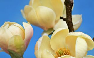 Magnolia 'Honey Tulip' 100–120 cm