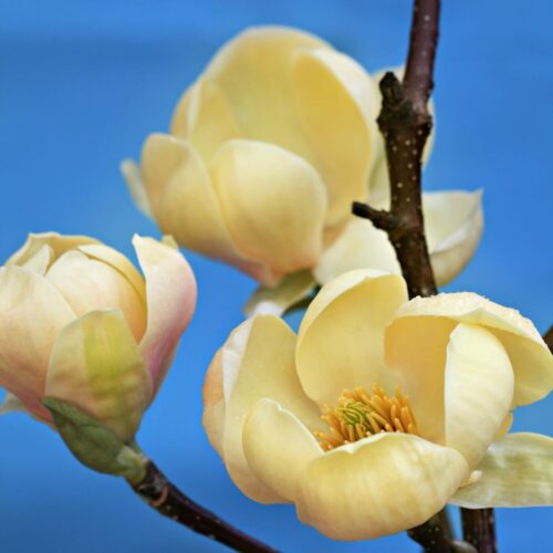 Magnolia 'Honey Tulip' 100–120 cm - Obrázek 1