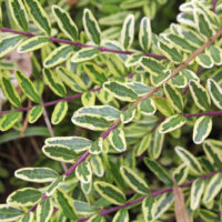 Lonicera nitida 'Lemon 'Beauty'