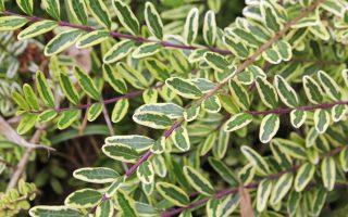 Lonicera nitida 'Lemon 'Beauty'