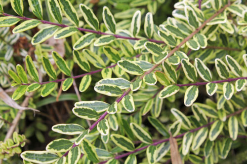 Lonicera nitida 'Lemon 'Beauty' - Image 1