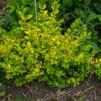 Ligustrum x vicaryi 30–40 K2