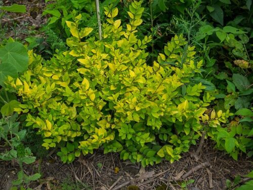 Ligustrum x vicaryi 30–40 K2 - Obrázek 1