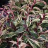 Leucothoe walteri 'Rainbow' - Kontejner 2 l, v. 30-40 cm