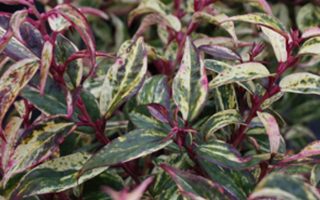 Leucothoe walteri 'Rainbow'