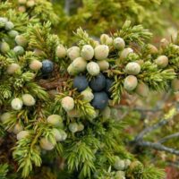 Juniperus comm. 'Sibirica' 80 CM