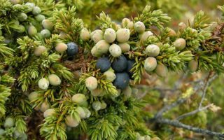 Juniperus comm. 'Sibirica' 80 CM