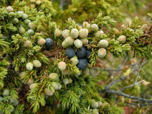 Juniperus comm. 'Sibirica' 80 CM - Obrázek 1