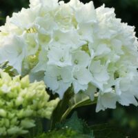 Hydrangea macr. 'Pax' 25–30 cm