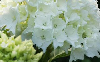 Hydrangea macr. 'Pax' 25–30 cm