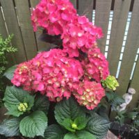 Hydrangea macr. 'Taube' 35–40 cm