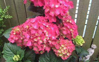 Hydrangea macr. 'Taube' 35–40 cm