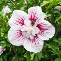Hibiscus syr. 'Manuela' 30–40 cm