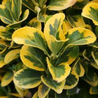Euonymus japonicus 'Marieke'
