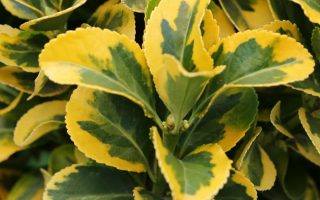 Euonymus japonicus 'Marieke'