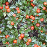 Cotoneaster dammeri 'Major'